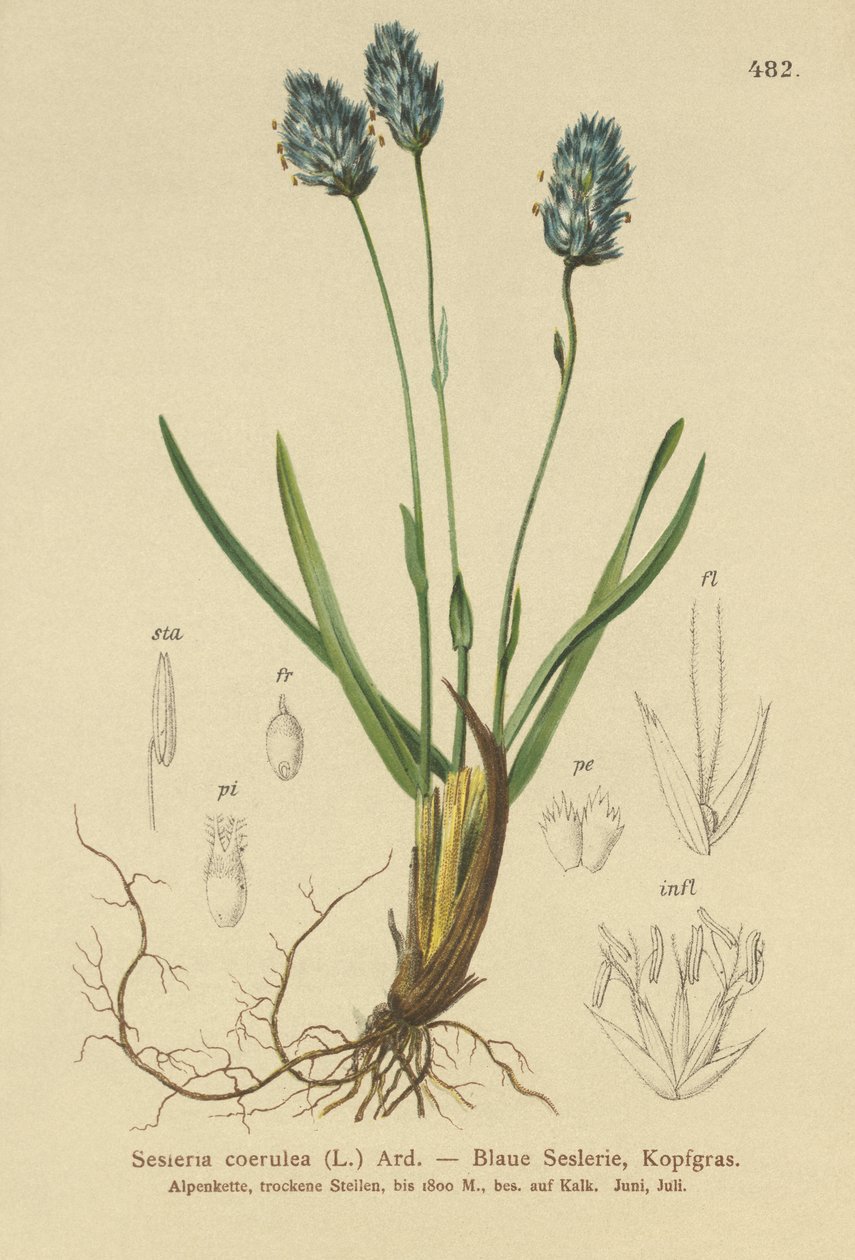الأزرق العشب العشب (Sesleria caerulea ، Sesleria uliginosa) بواسطة المدرسة الألمانية