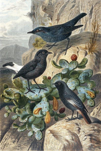 Blue Rock Thrush ، Black Wheatear and Redtail ، لوحة من "Brehm's Animal Life: General Knowledge of the Animal Kingdom" ، المجلد 4 ، ص. 57 ، نشره المعهد الببليوغرافي بواسطة المدرسة الألمانية