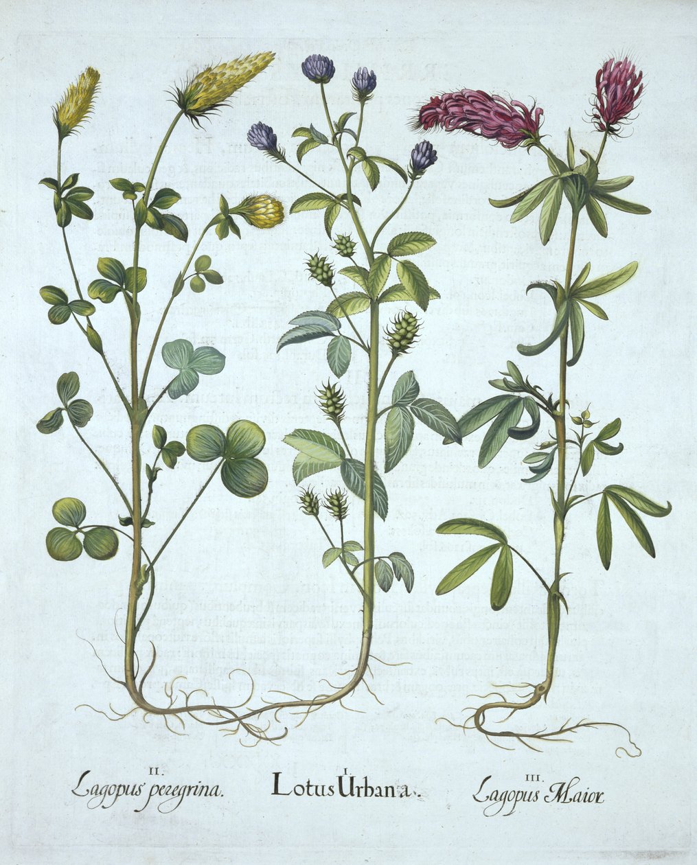 Blue Troginella ، Yellow Clover ، Red Wood Clover ، من Hortus Eystettensis ، بقلم Basil Besler (1561-1629) حانة. 1613 (نقش يدوي) بواسطة المدرسة الألمانية