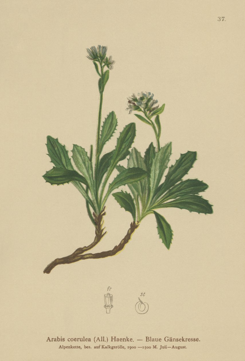بلو سور كريس (Arabis caerulea، Arabis coerulea) بواسطة المدرسة الألمانية