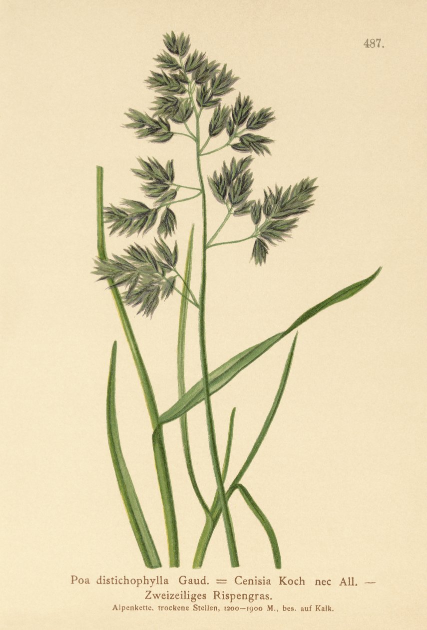 Bluegrass (Poa distichophylla ، Poa Cenisia ، Poa Contracta ، Poa fontqueri ، Poa oreophila ، Poa psychrophila) بواسطة المدرسة الألمانية