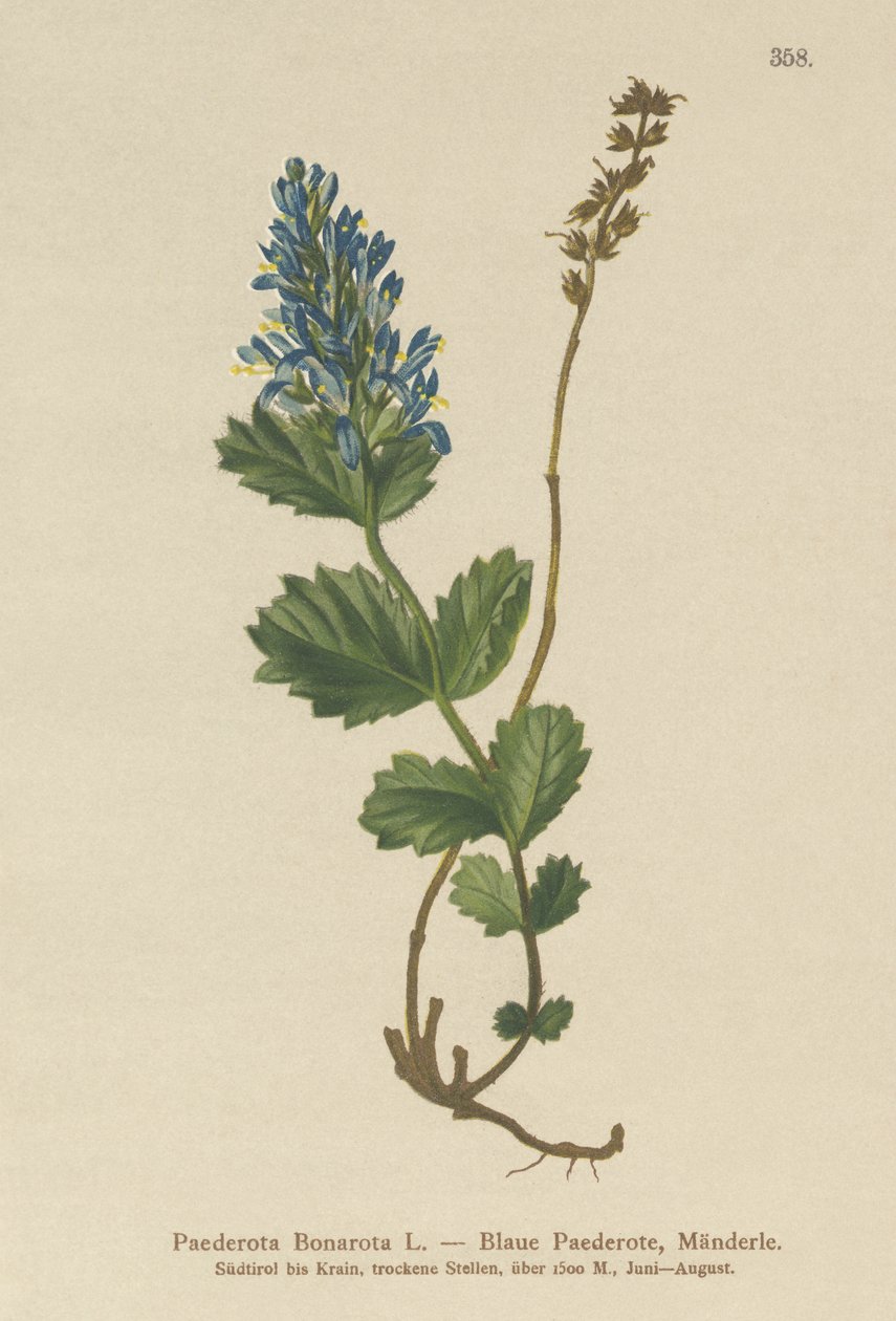 Bluish Paederota (Paederota Bonarota) بواسطة المدرسة الألمانية