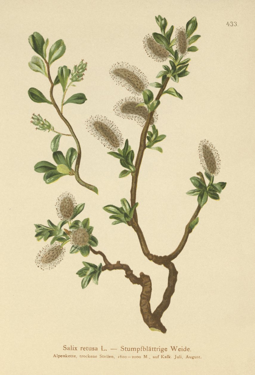 الصفصاف ذو الأوراق غير الحادة (Salix retusa) بواسطة المدرسة الألمانية