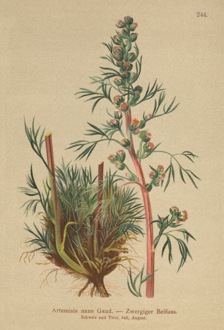 بوريال مرارة (Artemisia nana ، Artemisia borealis) بواسطة المدرسة الألمانية