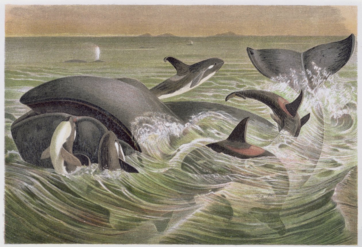 Bowhead و Killer Whales ، لوحة من Brehms Tierleben: Allgemeine Kunde des Tierreichs ، المجلد 3 ، ص 600 ، تم نشره بواسطة Bibliographisches Institut ، 1891 بواسطة المدرسة الألمانية