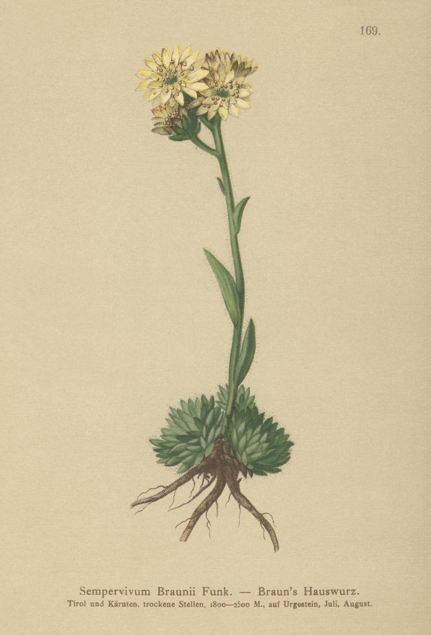 Brauns Hen and Chicks (Sempervivum Braunii) بواسطة المدرسة الألمانية