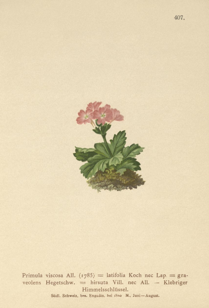 Broadleaf Primrose (Primula viscosa ، Primula latifolia ، Primula hirsuta) بواسطة المدرسة الألمانية