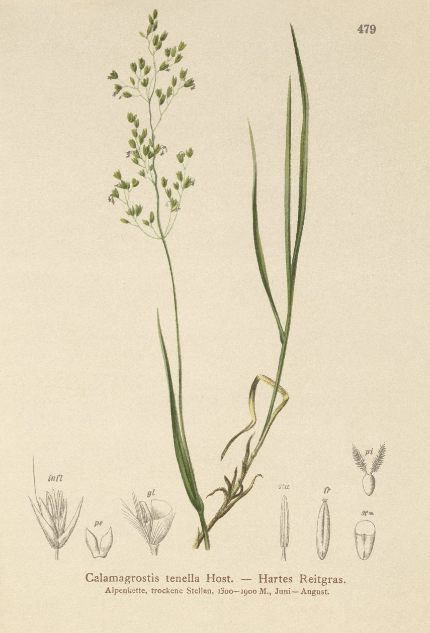 بنت بني (Agrostis schraderiana ، Agrostis agrostiflora ، Agrostis صارمة ، Agrostis vinealis ، Calamagrostis tenella) بواسطة المدرسة الألمانية