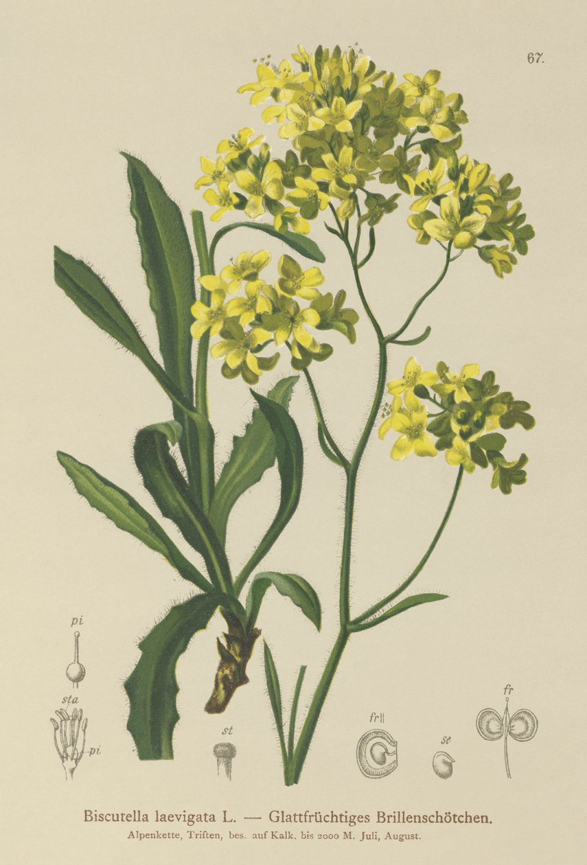 Buckler Mustard (Biscutella laevigata) بواسطة المدرسة الألمانية
