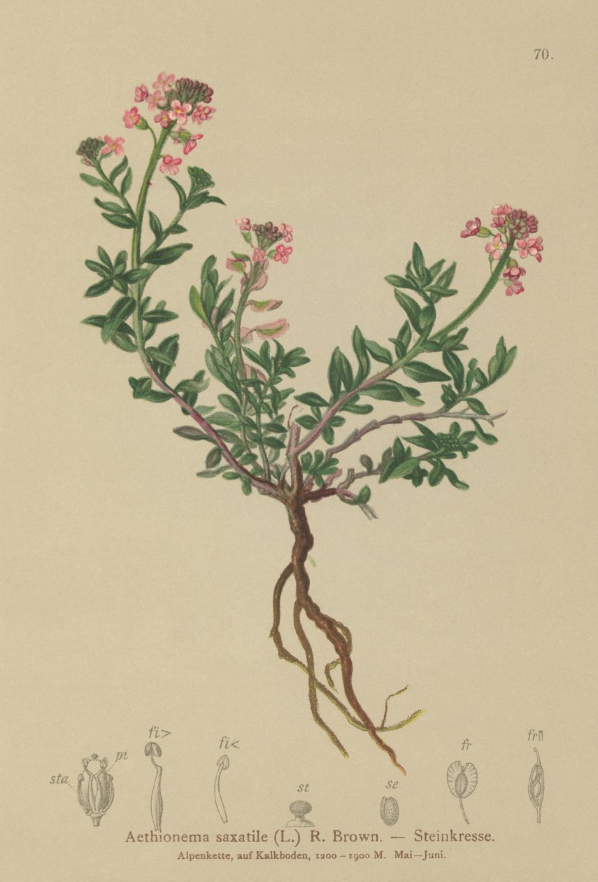 حرق الشموع (Aethionema saxatile ، Thlaspi saxatile) بواسطة المدرسة الألمانية