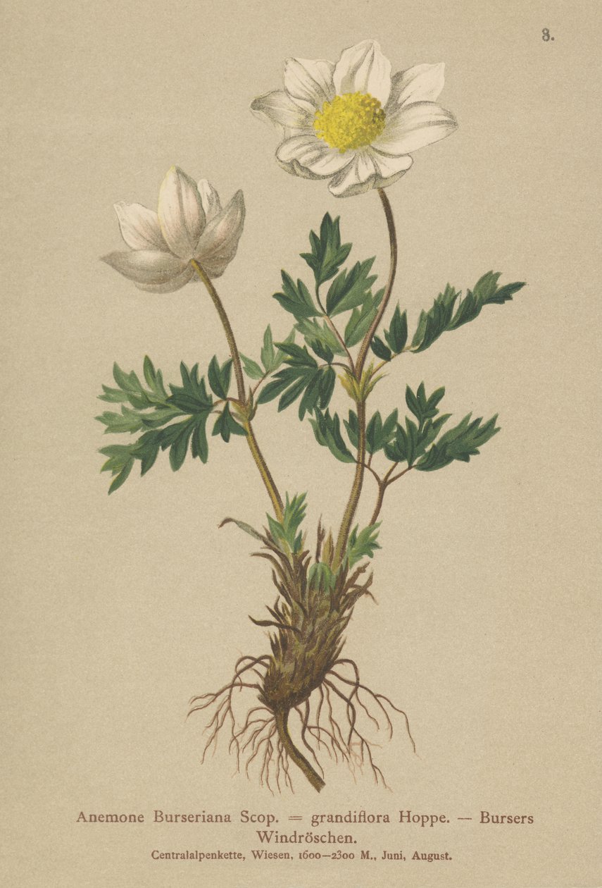 Bursers Anemone (Anemone Burseriana ، Anemone grandiflora) بواسطة المدرسة الألمانية
