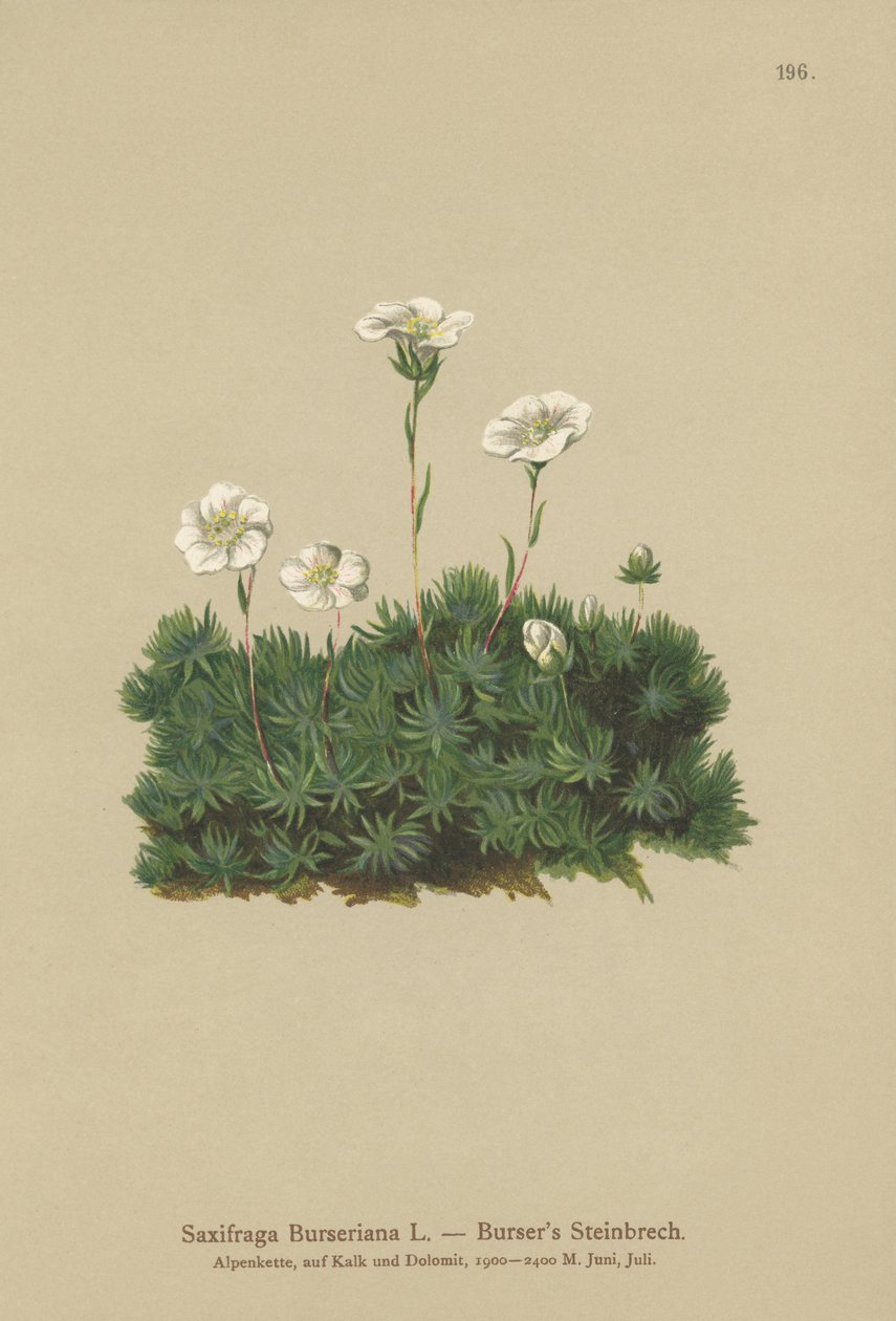 Bursers Saxifrage (Saxifraga Burseriana) بواسطة المدرسة الألمانية