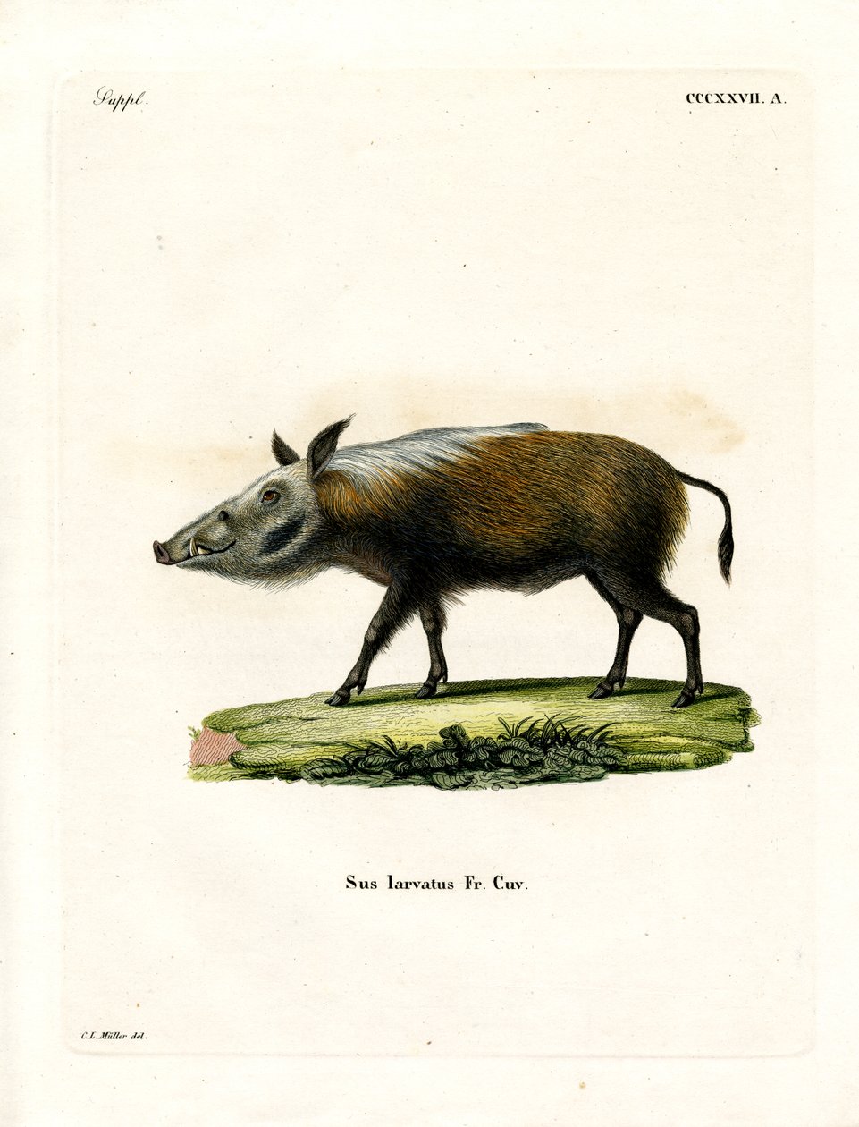 Bushpig (نقش ملون) بواسطة المدرسة الألمانية