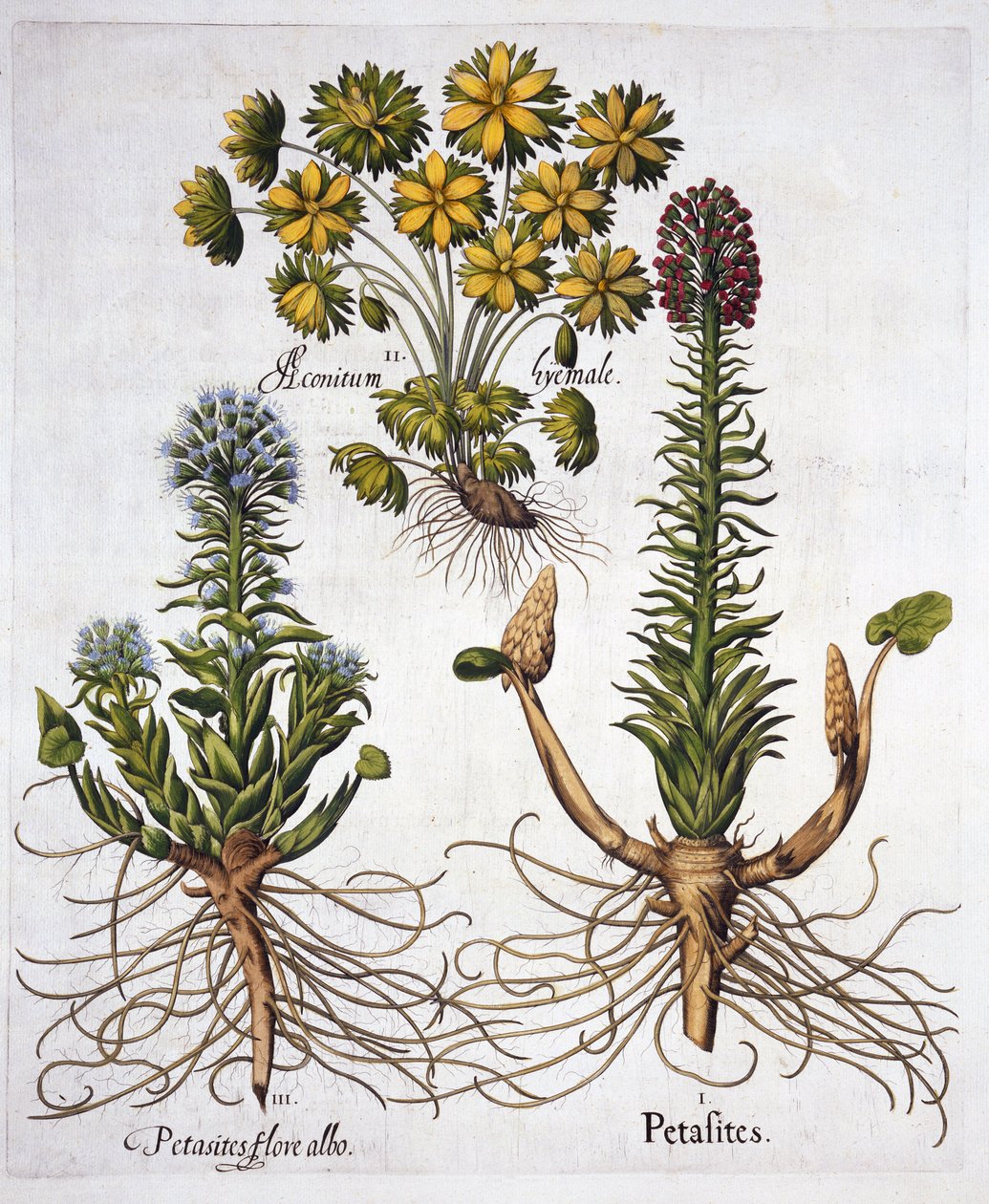 الزبدة والأكونيت الشتوي ، من Hortus Eystettensis ، بقلم Basil Besler (1561-1629) ، حانة. 1613 (نقش يدوي) بواسطة المدرسة الألمانية
