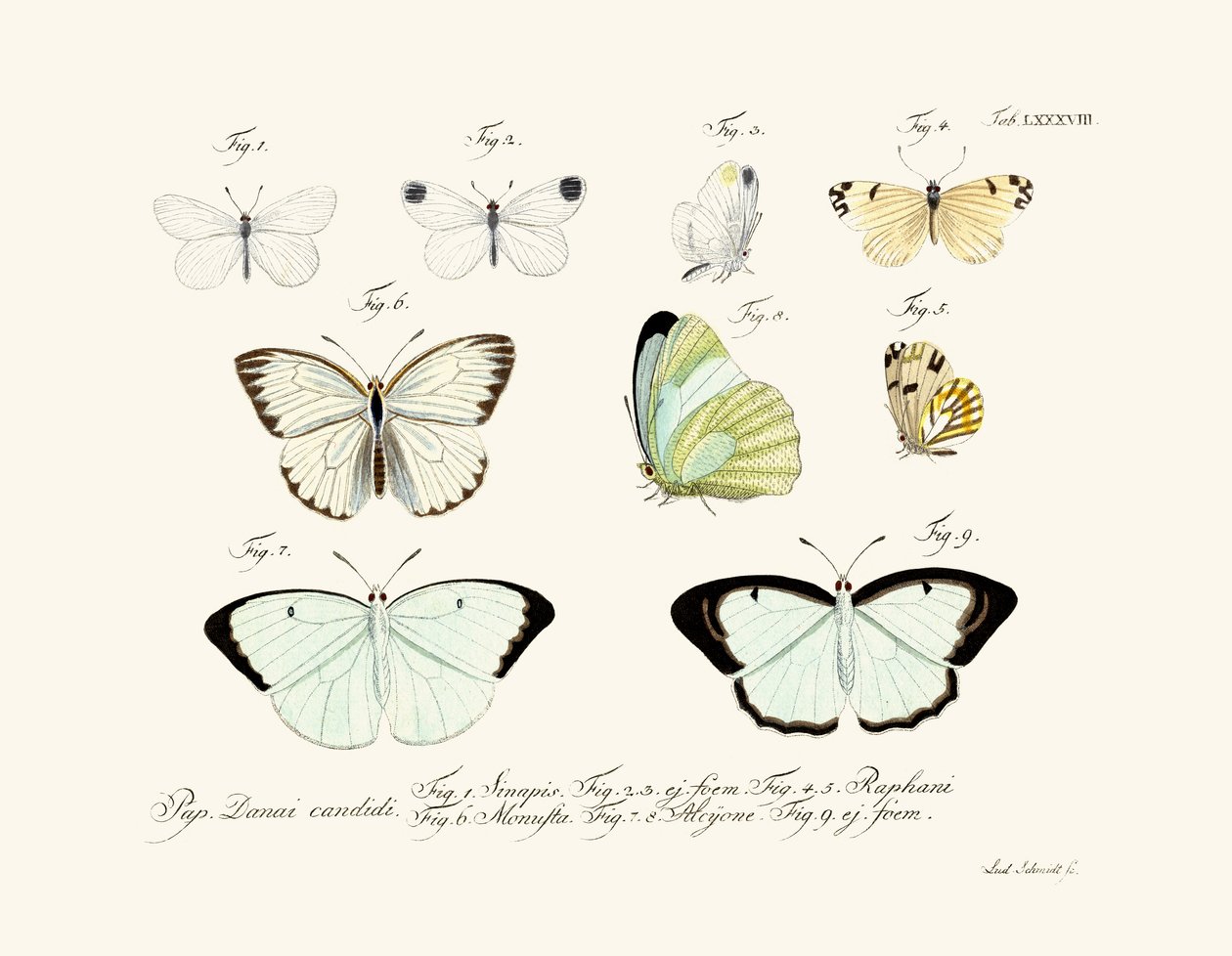 Butterflies بواسطة المدرسة الألمانية