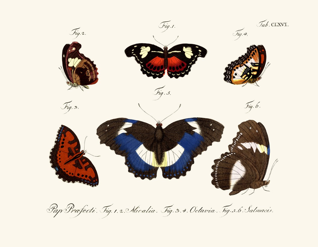 Butterflies بواسطة المدرسة الألمانية
