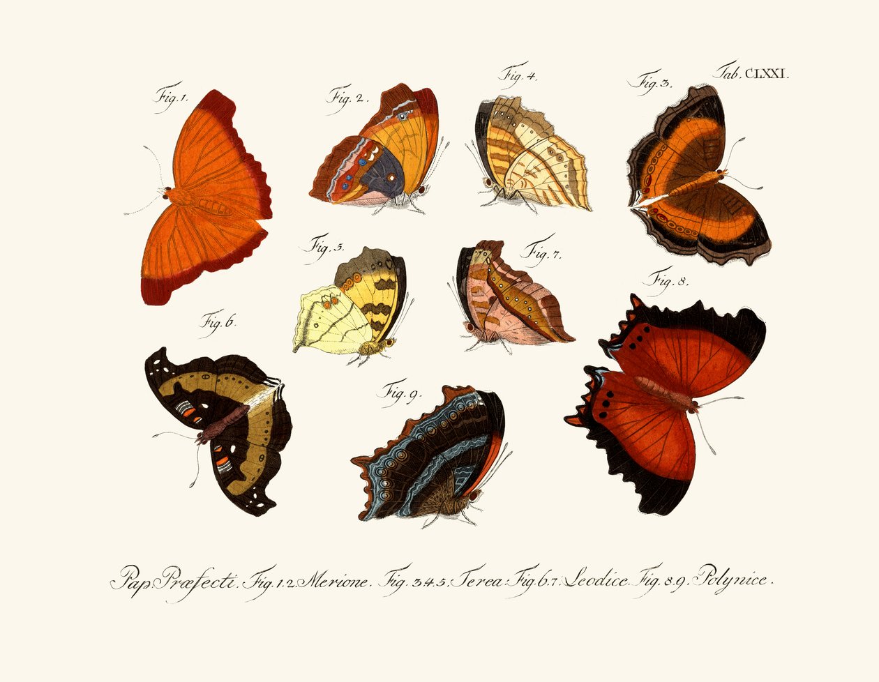 Butterflies بواسطة المدرسة الألمانية