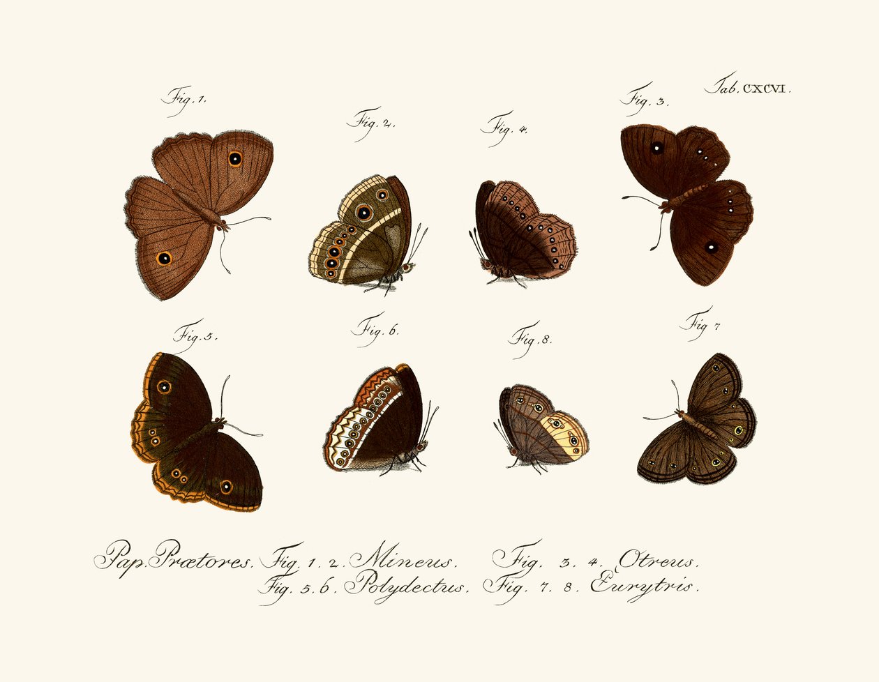 Butterflies بواسطة المدرسة الألمانية