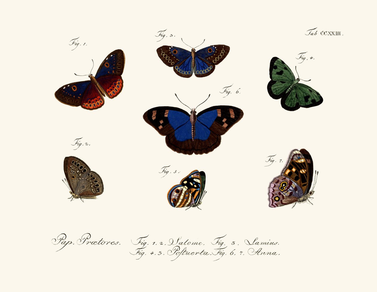 Butterflies بواسطة المدرسة الألمانية