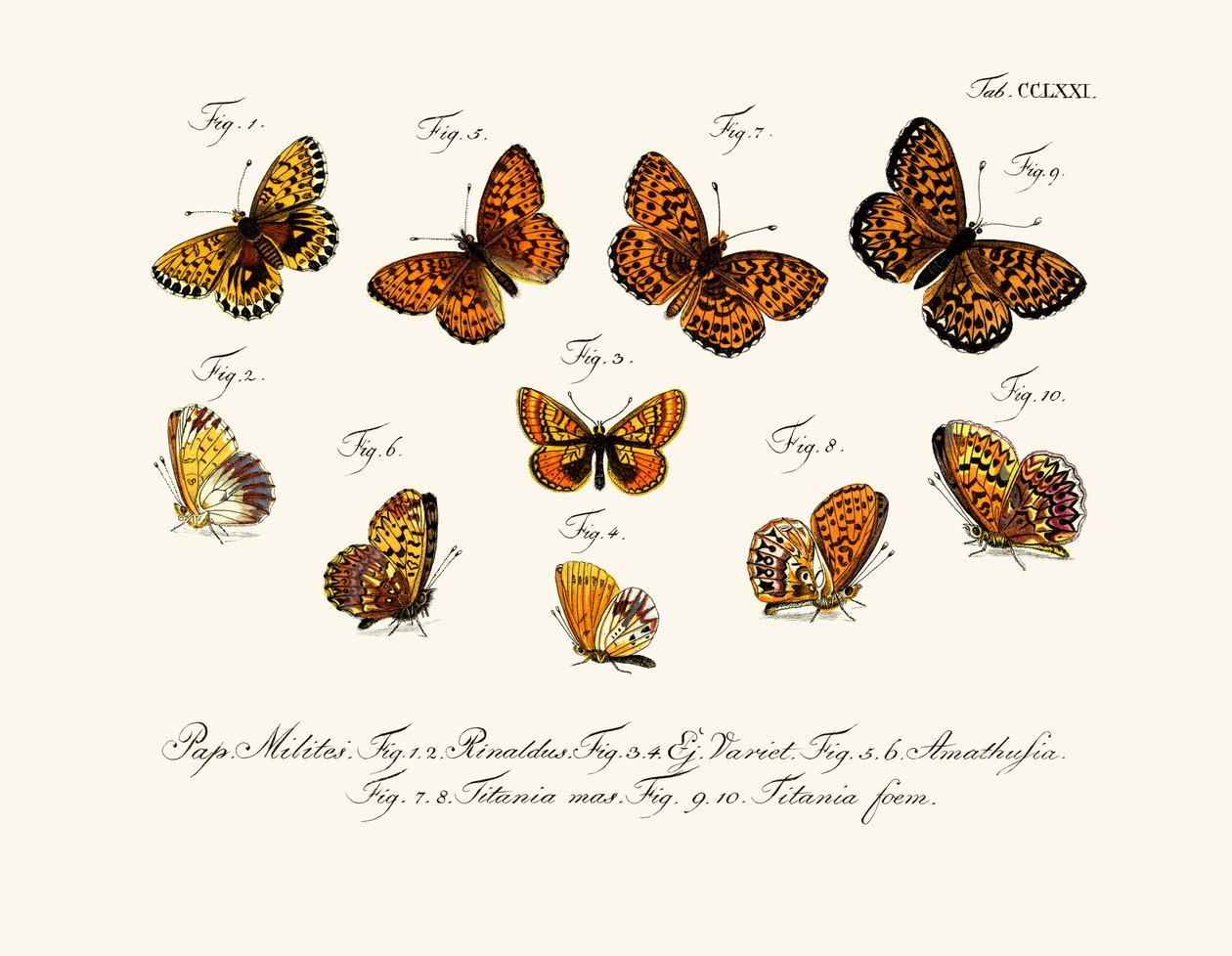 Butterflies بواسطة المدرسة الألمانية