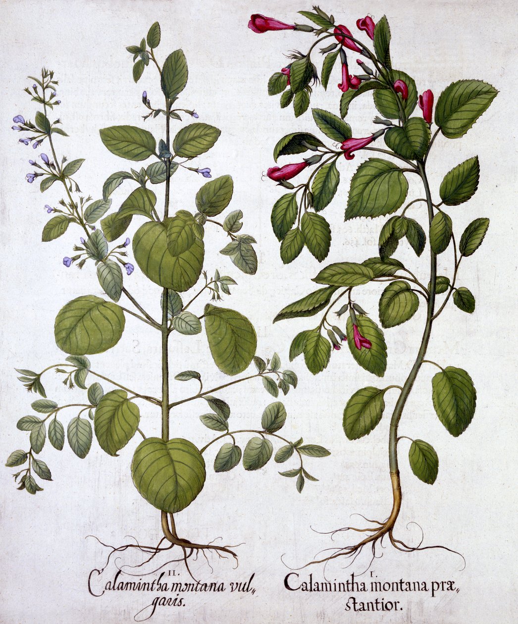 Calamints ، من Hortus Eystettensis ، بقلم Basil Besler (1561-1629) ، حانة. 1613 (نقش يدوي) بواسطة المدرسة الألمانية