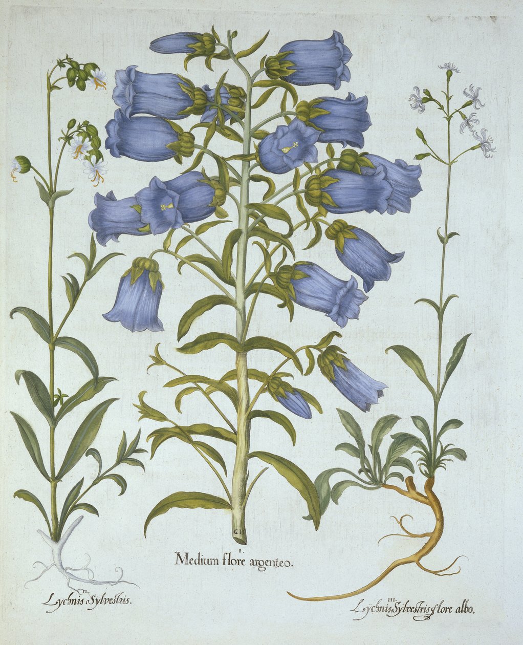 كانتربري بيلز ، White Bladder Campion ، Nottingham Catchfly ، من Hortus Eystettensis ، بقلم Basil Besler (1561-1629) ، حانة. 1613 (نقش يدوي) بواسطة المدرسة الألمانية