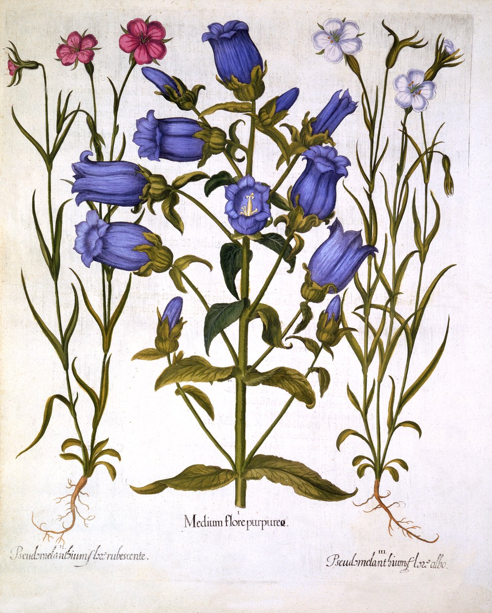 أجراس كانتربري وكورن كوكلز ، من هورتوس ايستيتنسس ، بقلم باسل بيسلر (1561-1629) ، حانة. 1613 (نقش يدوي) بواسطة المدرسة الألمانية