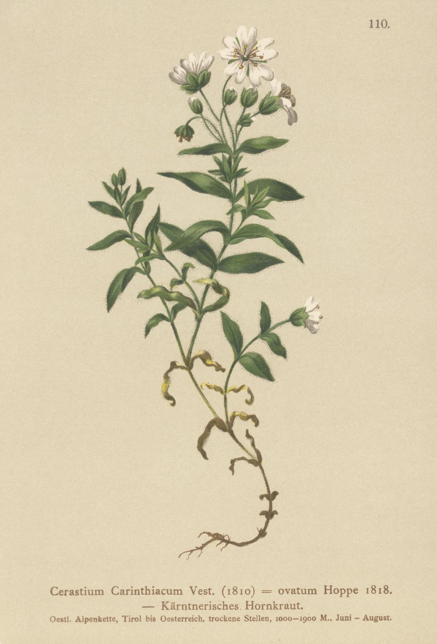 Carinthian Mouse-ear (Cerastium Carinthiacum ، Cerastium ovatum) بواسطة المدرسة الألمانية