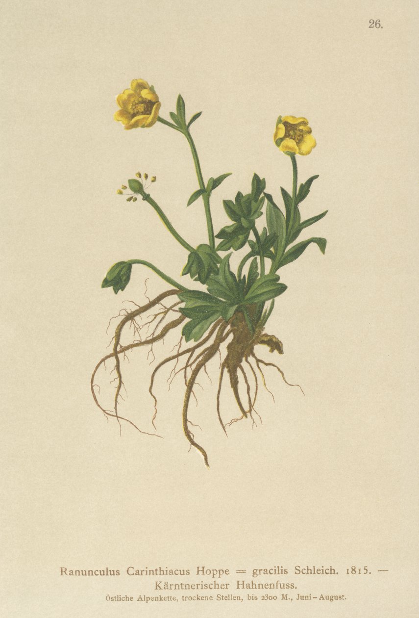 الحوذان Carinthian (Ranunculus Carinthiacus ، Ranunculus gracilis) بواسطة المدرسة الألمانية