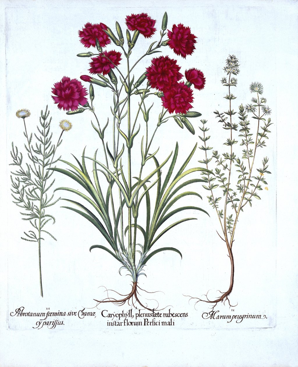 القرنفل ، زعتر القطط والقطن الخزامى المشترك ، من Hortus Eystettensis ، بقلم Basil Besler (1561-1629) ، حانة. 1613 (نقش يدوي) بواسطة المدرسة الألمانية