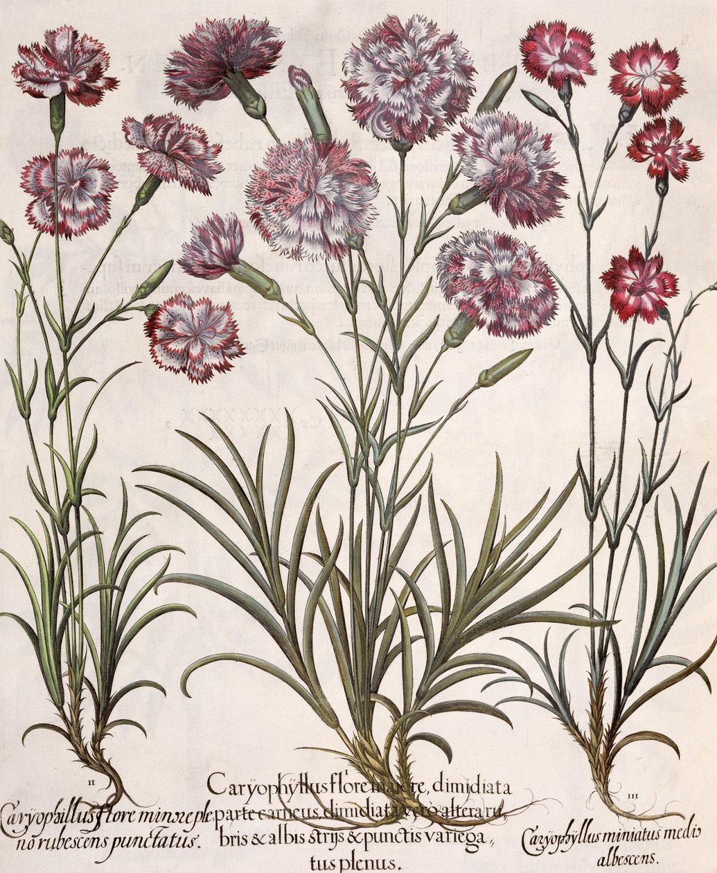 القرنفل ، 1.Caryophyllus بلوم عمدة. 2. Caryophyllus أصغر ازهر كامل منقط أحمر. وسائل الإعلام 3.Caryophyllus التالفة البيضاء ، من Eystettensis بواسطة باسل بيسلر (1561-1629) ، حانة. بواسطة المدرسة الألمانية