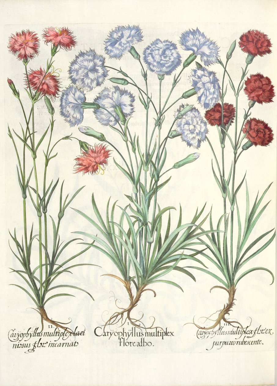 القرنفل ، زهرة بيضاء متعددة 1.Caryophyllus. 2.Caryophyllus متعددة تتفتح لحم اللحم. 3- كاروفييلوس زهرة أرجوانية محمرة متعددة ، من Eystettensis بواسطة باسل بيسلر ( بواسطة المدرسة الألمانية