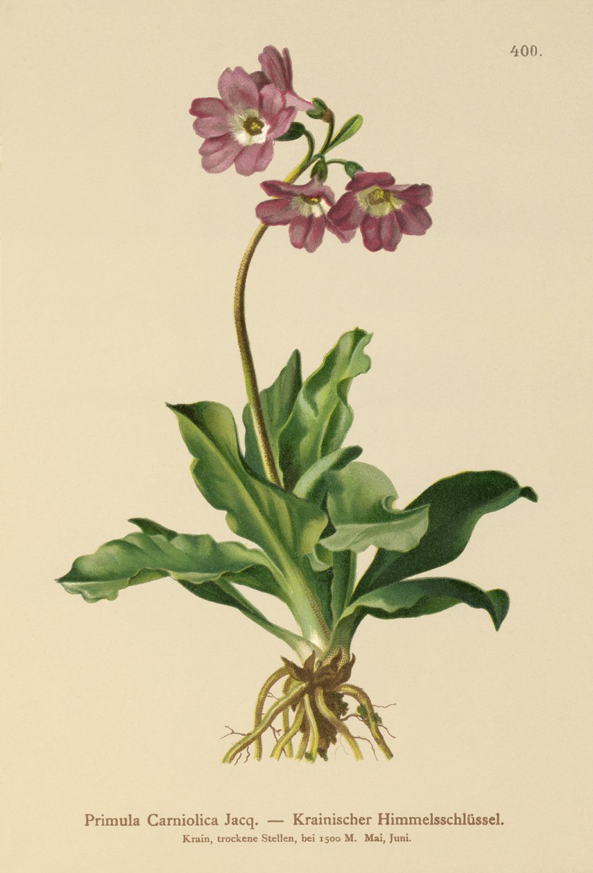 Carniolan زهرة الربيع (Primula Carniolica) بواسطة المدرسة الألمانية
