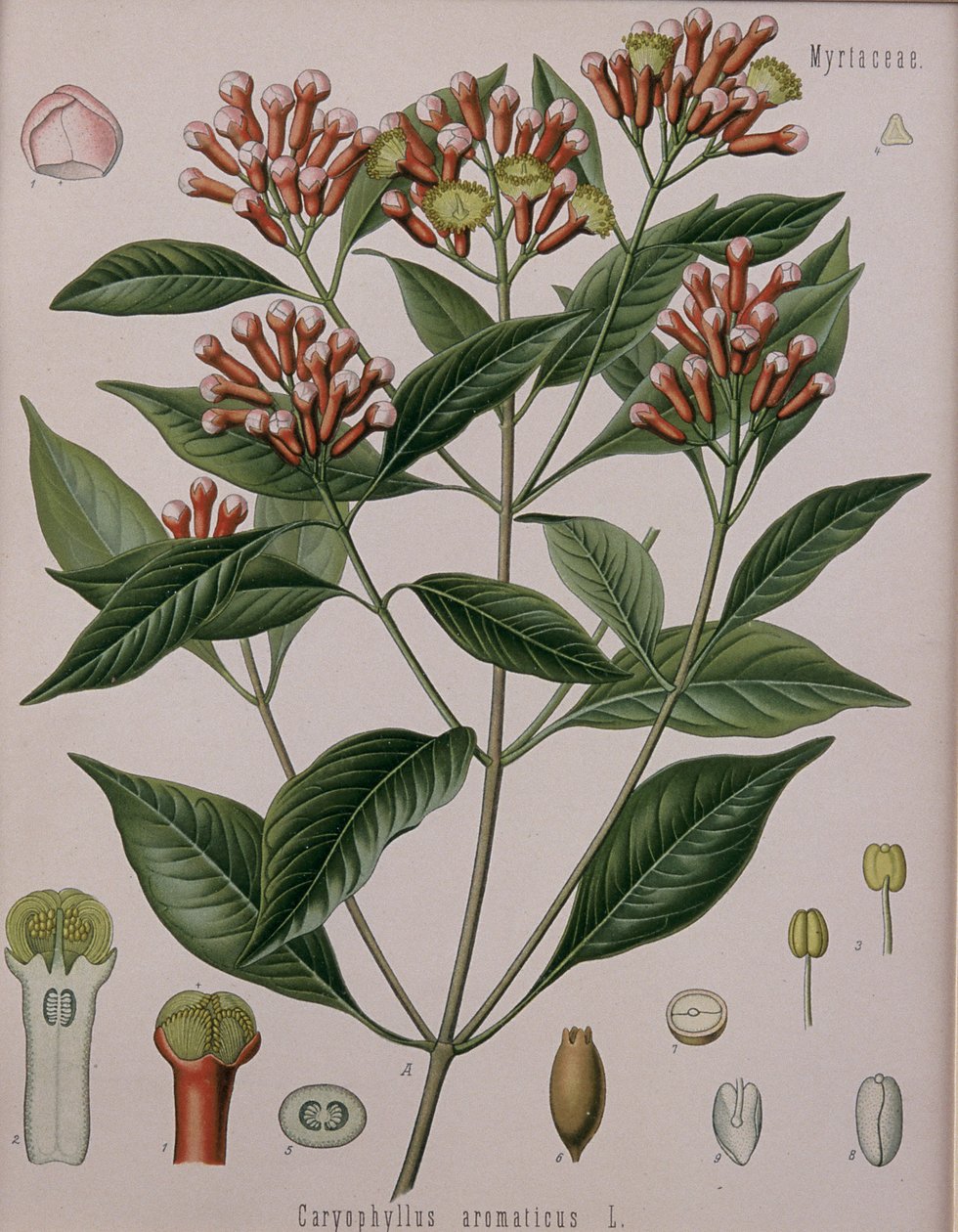 Caryophyllus Aromaticus (قرنفل) بواسطة المدرسة الألمانية