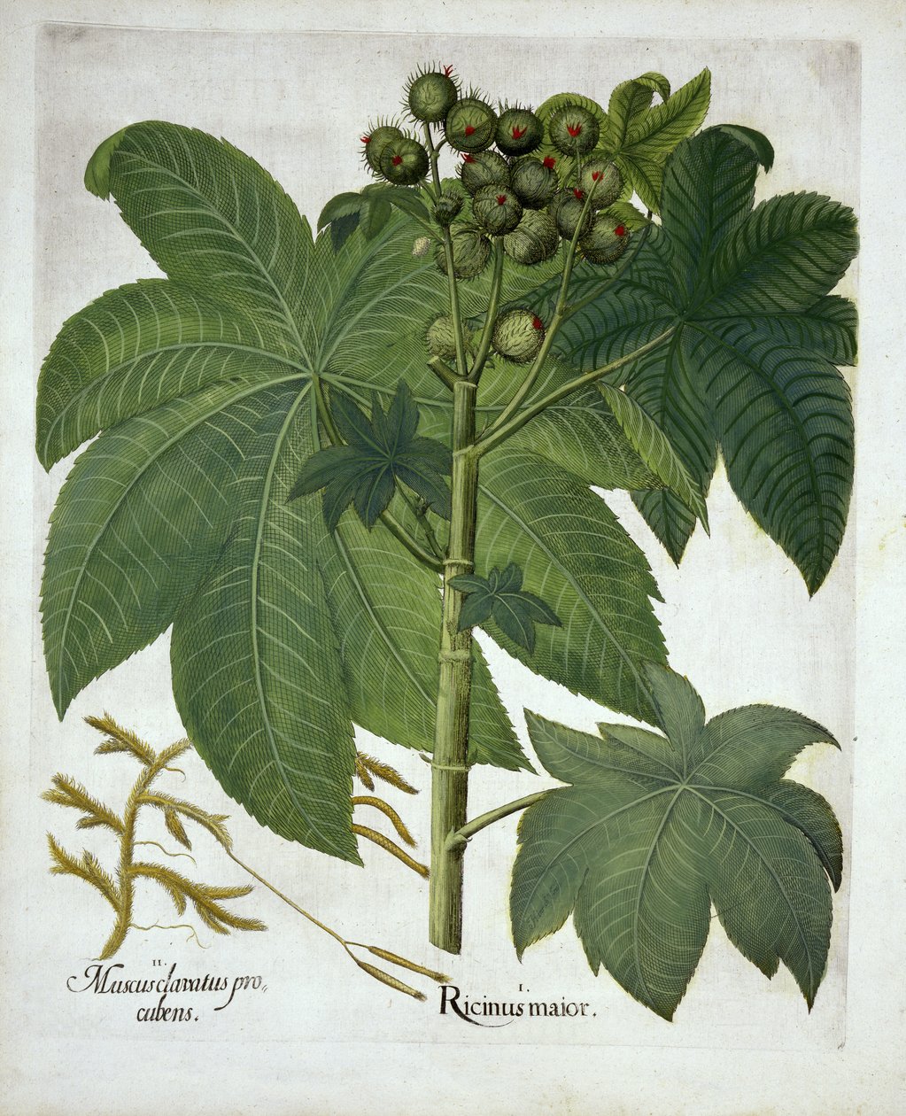 مصنع زيت الخروع ، من Hortus Eystettensis ، بقلم Basil Besler (1561-1629). 1613 بواسطة المدرسة الألمانية