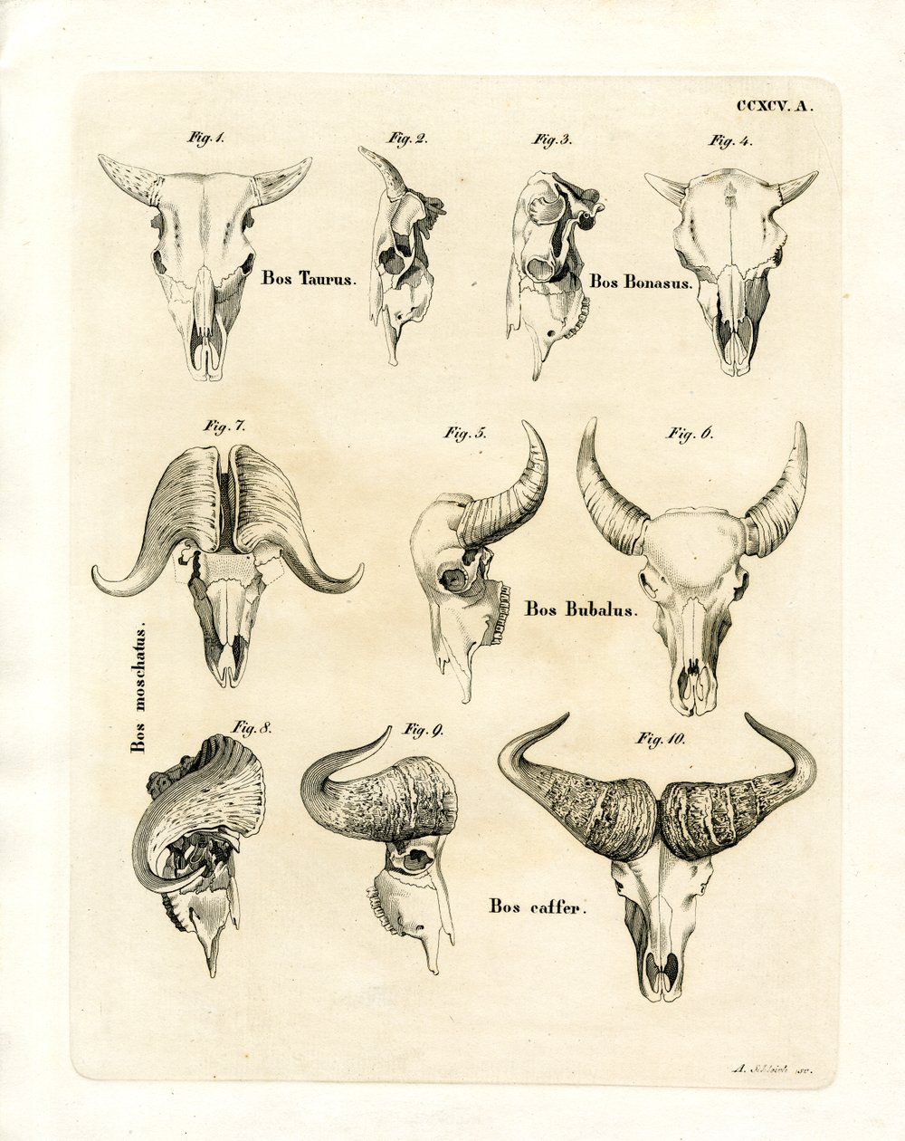 Cattle Skulls (coloured engraving) بواسطة المدرسة الألمانية