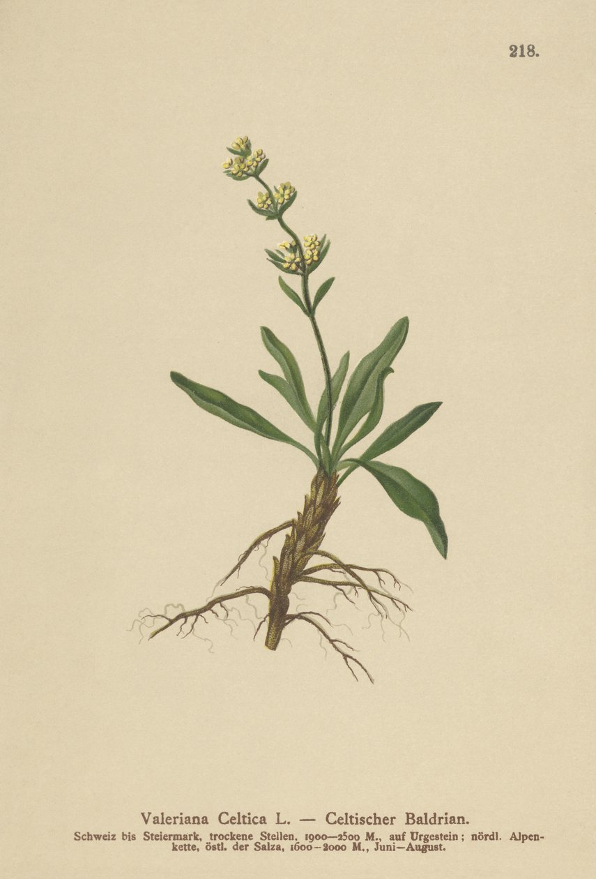 سلتيك Spikenard (سلتيك فاليريان) بواسطة المدرسة الألمانية