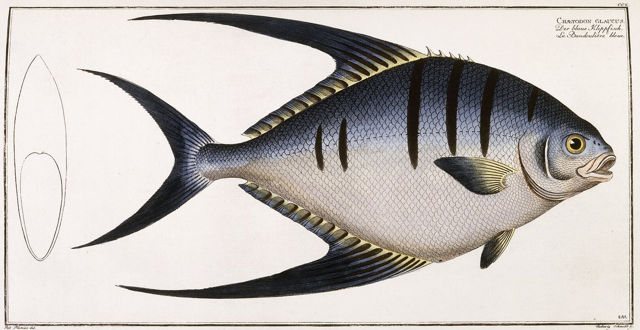 Chaetodon Glaucus ، 1785-1788 بواسطة المدرسة الألمانية
