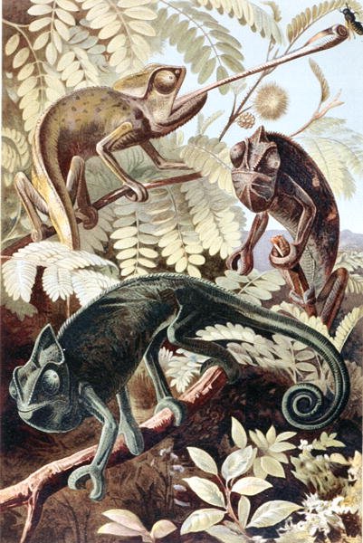 الحرباء ، لوحة من "Brehms Tierleben: Allgemeine Kunde des Tierreichs" ، المجلد 7 ، الصفحة 171 ، نشره Bibliographisches Institut بواسطة المدرسة الألمانية