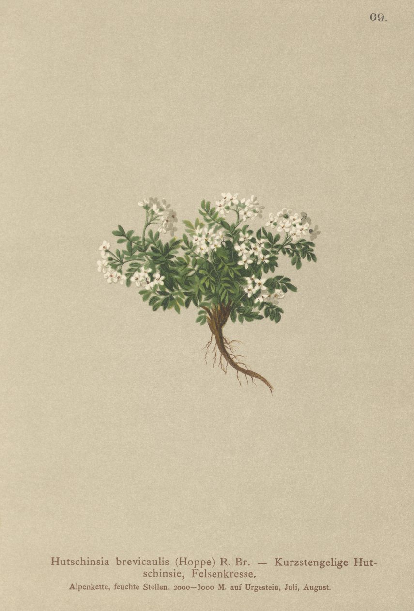 Cress Chamois (Hutchinsia brevicaulis) بواسطة المدرسة الألمانية