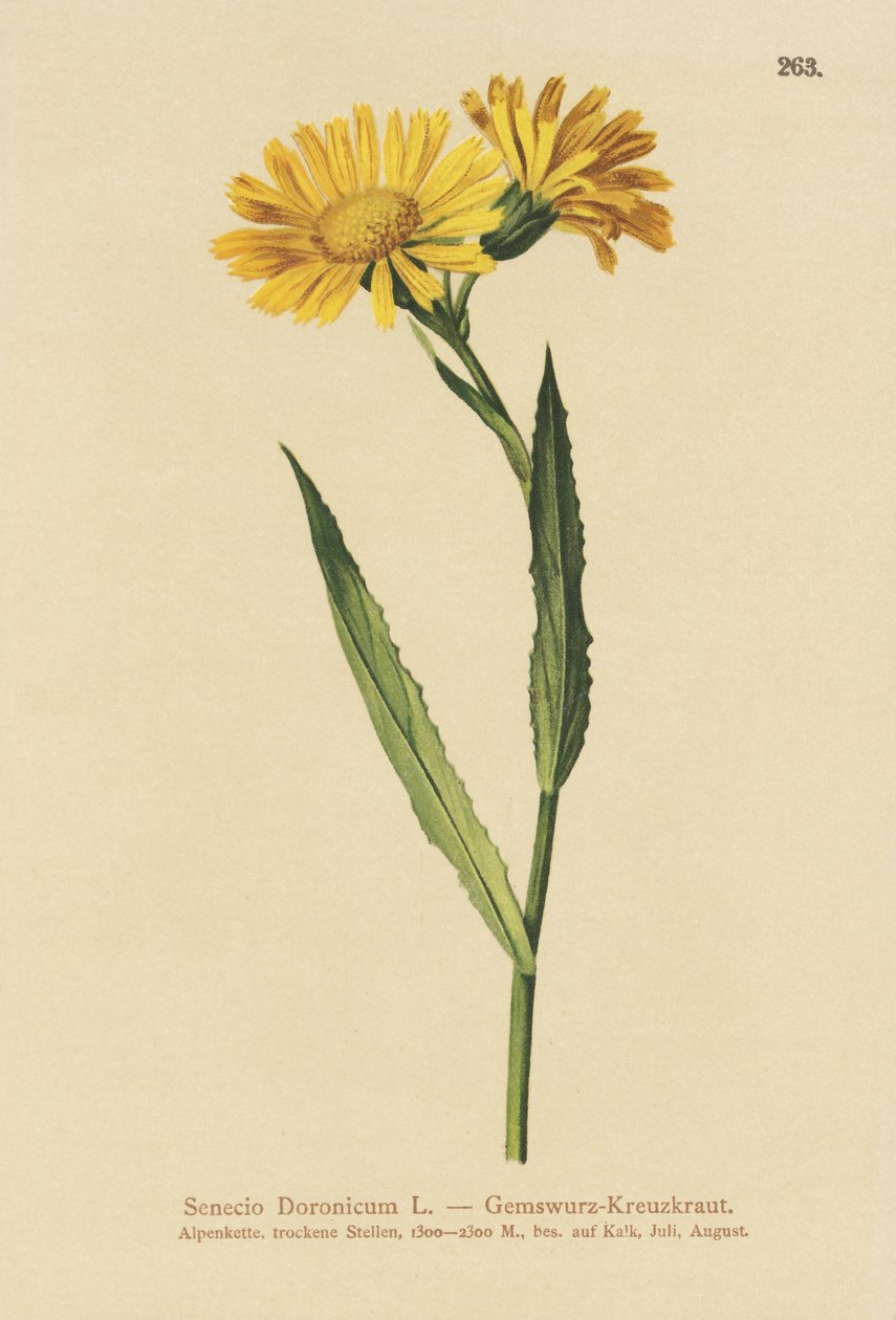Chamois Ragwort (Senecio Doronicum) بواسطة المدرسة الألمانية