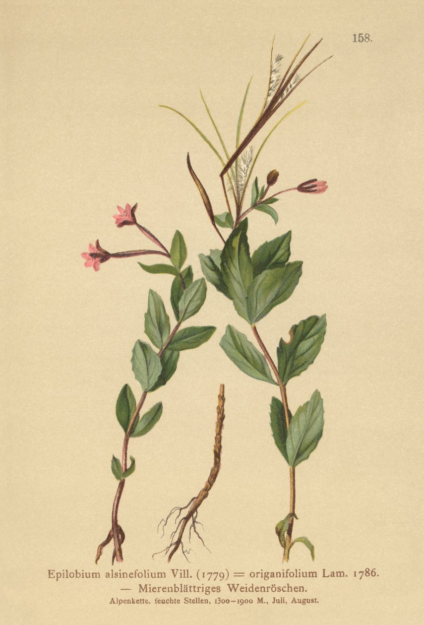 Chickweed Willowherb (Epilobium alsinefolium ، Epilobium origanifolium) بواسطة المدرسة الألمانية