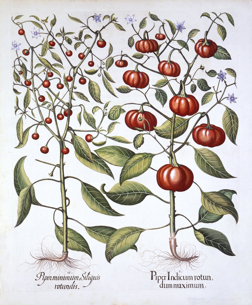 فلفل حار [عائلة Nightshade] ، من Hortus Eystettensis ، بقلم Basil Besler (1561-1629) ، حانة. 1613 (نقش يدوي) بواسطة المدرسة الألمانية