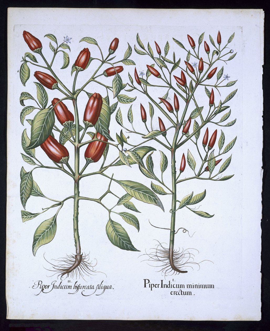 نباتات الفلفل الحار ، من Hortus Eystettensis بقلم Basil Besler (1561-1629) ، حانة. 1613 (نقش يدوي) بواسطة المدرسة الألمانية