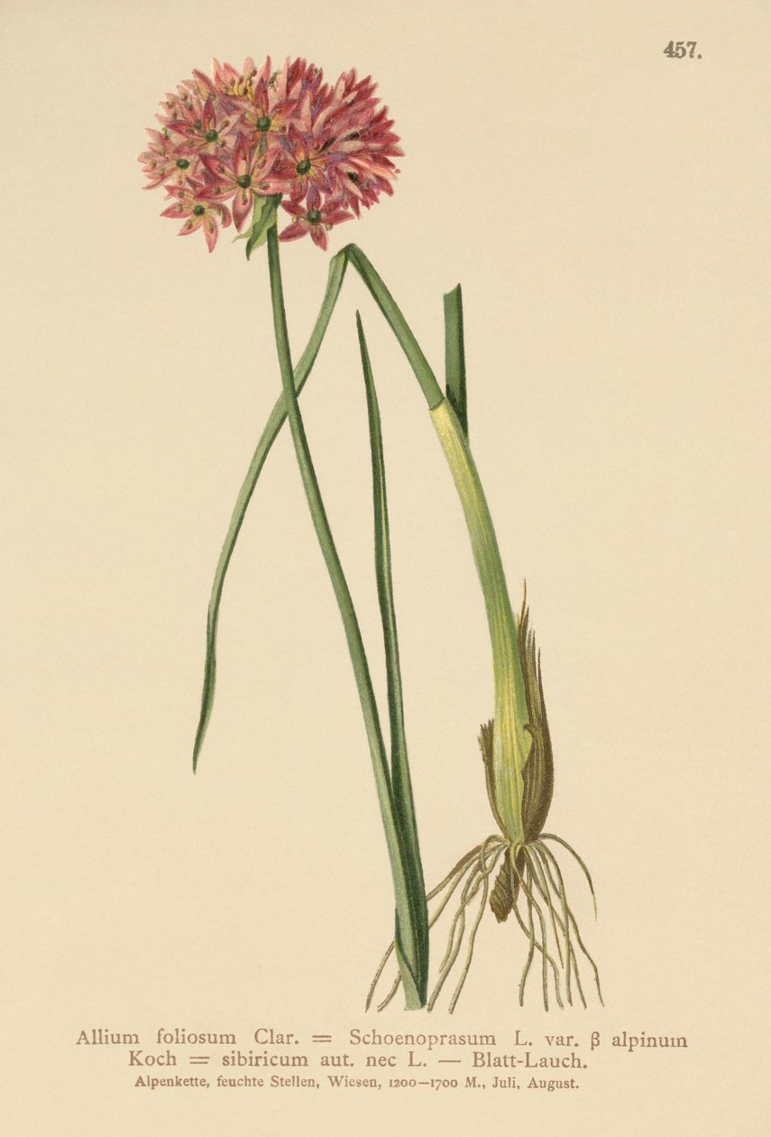الثوم المعمر (Allium foliosum ، Allium schoenoprasum var. Alpmum Allium et al) بواسطة المدرسة الألمانية