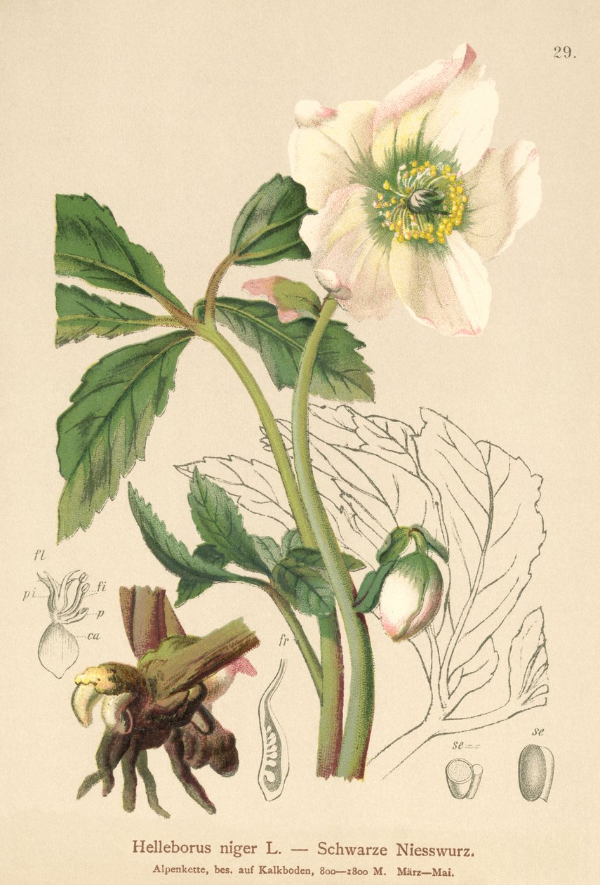 روز عيد الميلاد (Helleborus niger) بواسطة المدرسة الألمانية