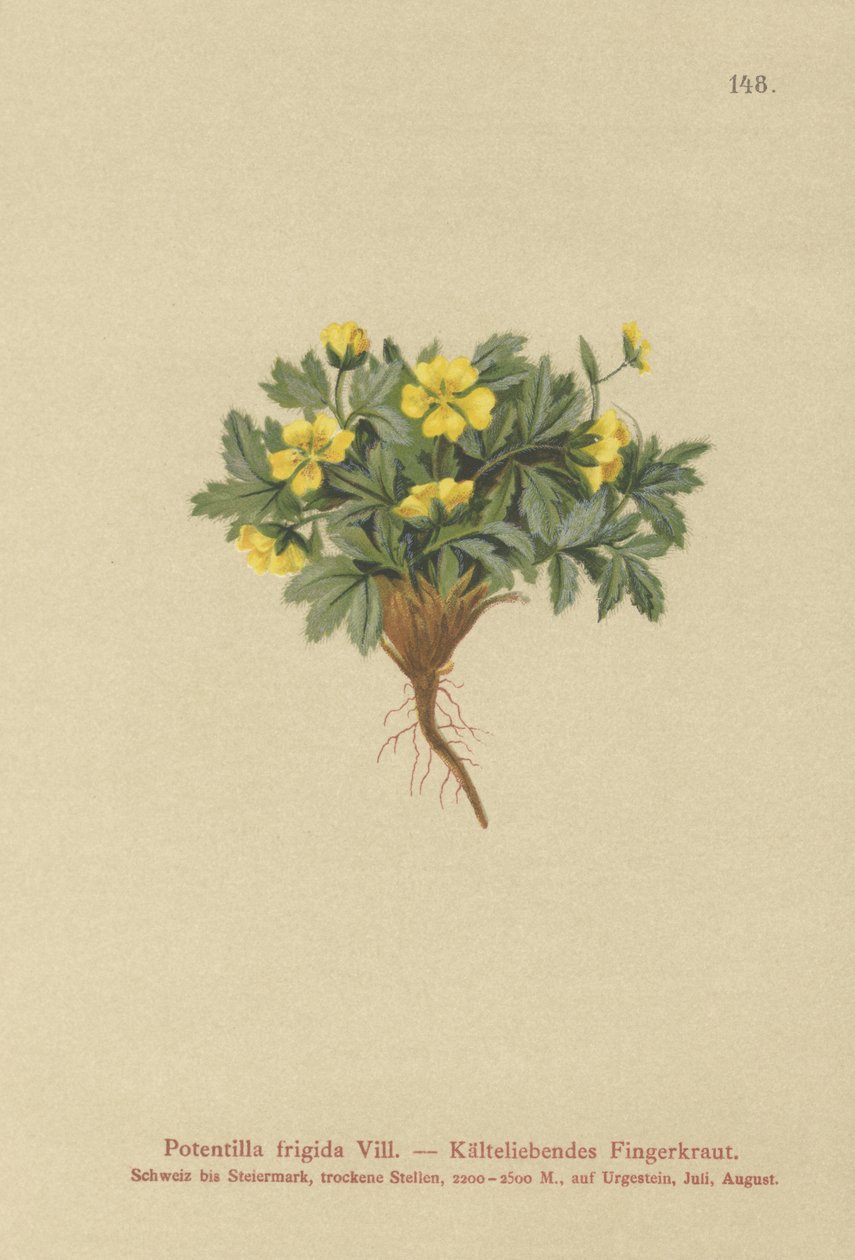 Cinquefoil (Potentilla الباردة ، potentilla الجليدية ، Potentilla Swiss) بواسطة المدرسة الألمانية