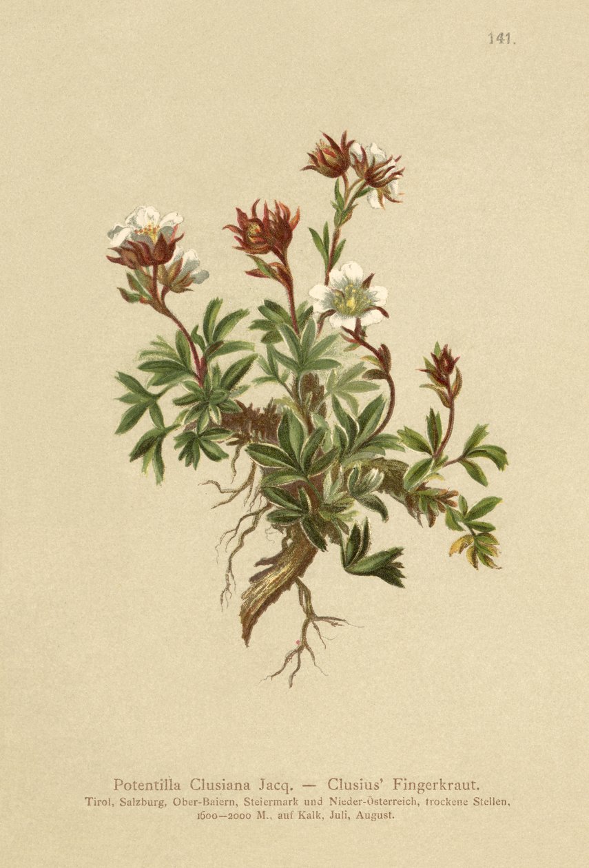 Clusius Cinquefoil (Potentilla Clusiana) بواسطة المدرسة الألمانية