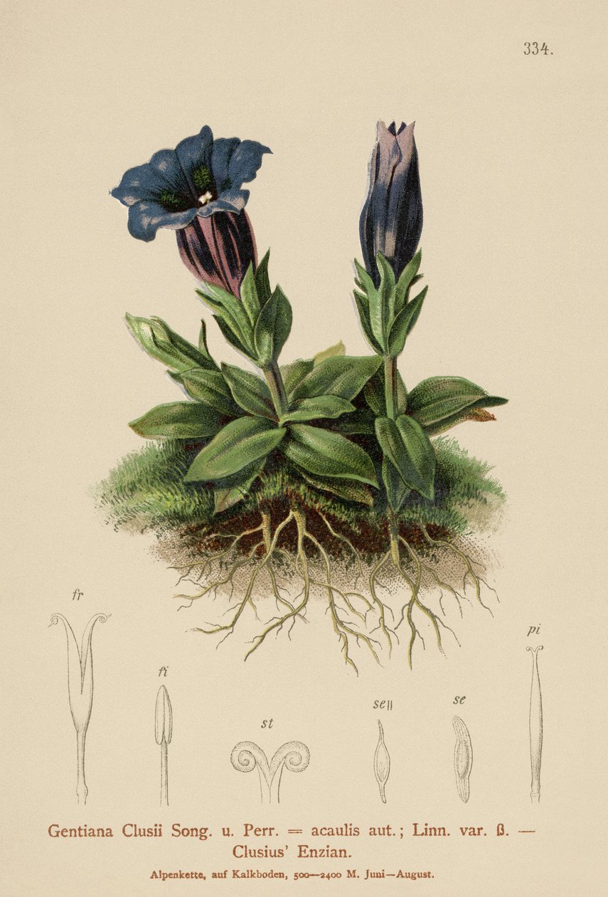 Clusius Gentian (جينتيانا كلوسي ، جينتيانا أكوليس) بواسطة المدرسة الألمانية