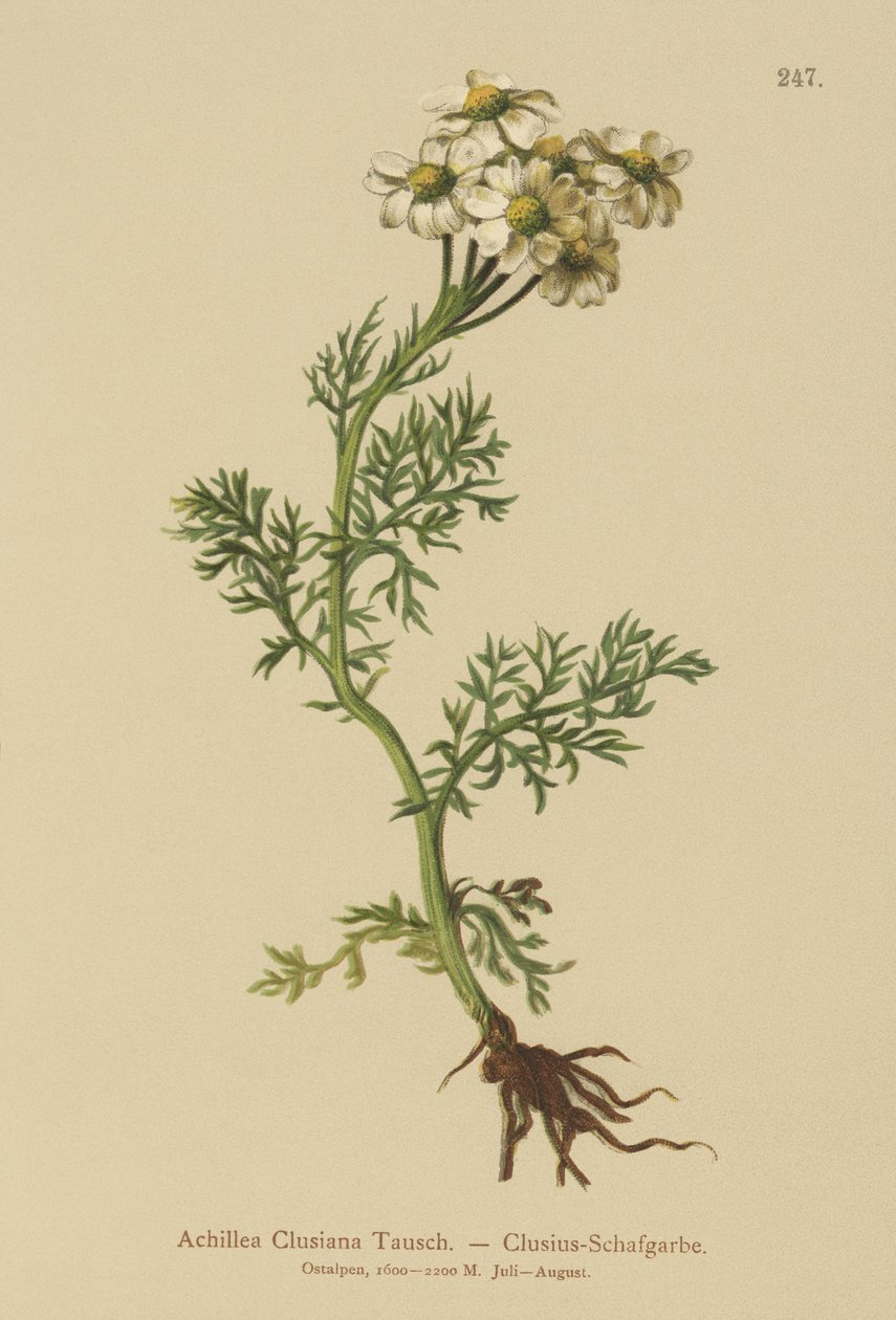 Clusius Yarrow (Achillea Clusiana، Achillea atrata ssp. clusiana) بواسطة المدرسة الألمانية